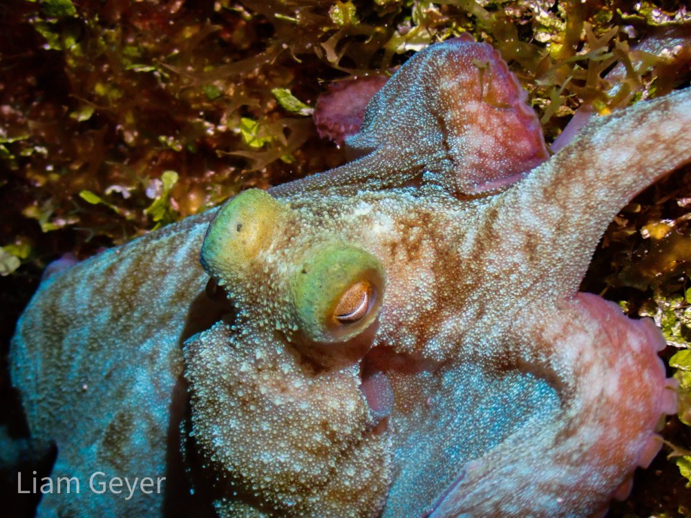 carribeanReefOctopus