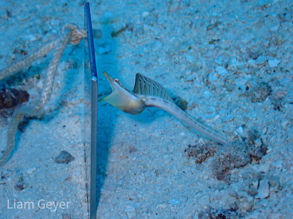 pikeBlenny