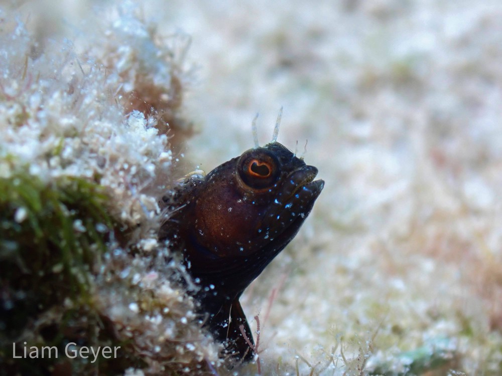 seaweedBlenny