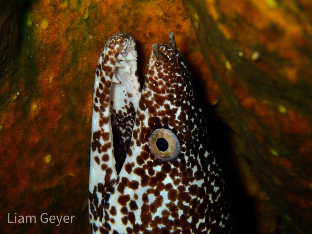 spottedMoray