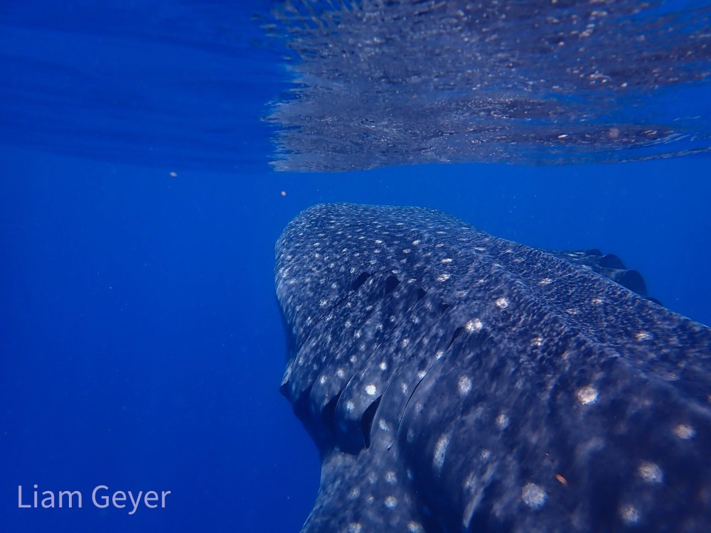 whaleShark