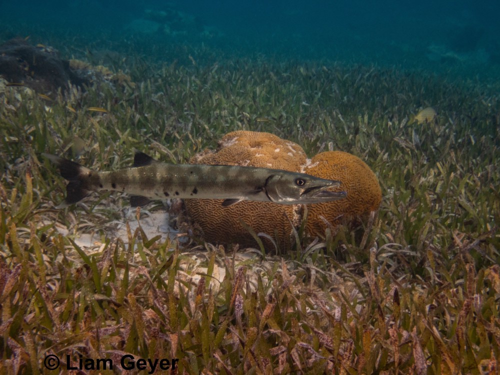 barracuda